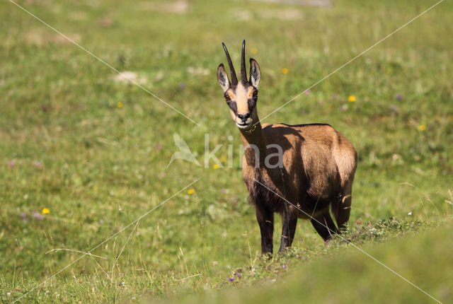 Chamois (Rupicapra rupicapra)