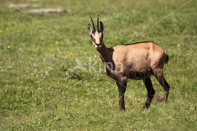 Chamois (Rupicapra rupicapra)