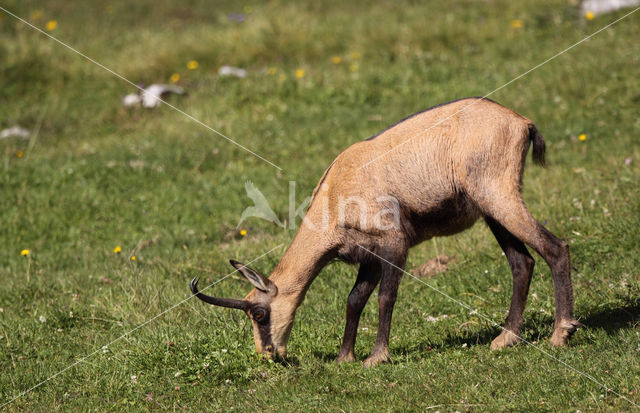 Chamois (Rupicapra rupicapra)