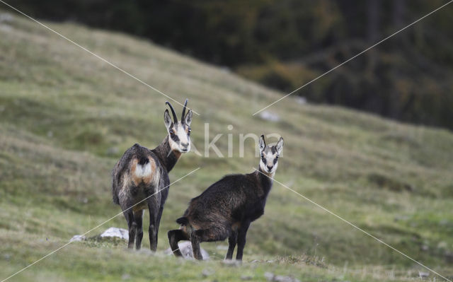 Chamois (Rupicapra rupicapra)