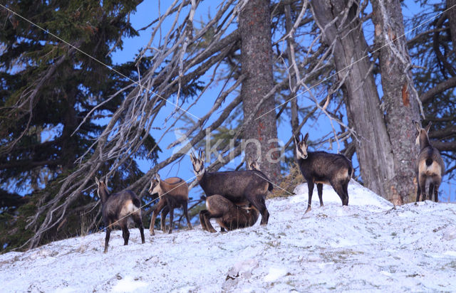 Chamois (Rupicapra rupicapra)