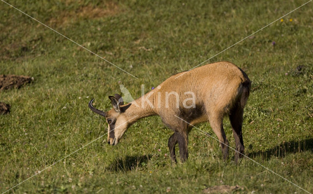 Chamois (Rupicapra rupicapra)