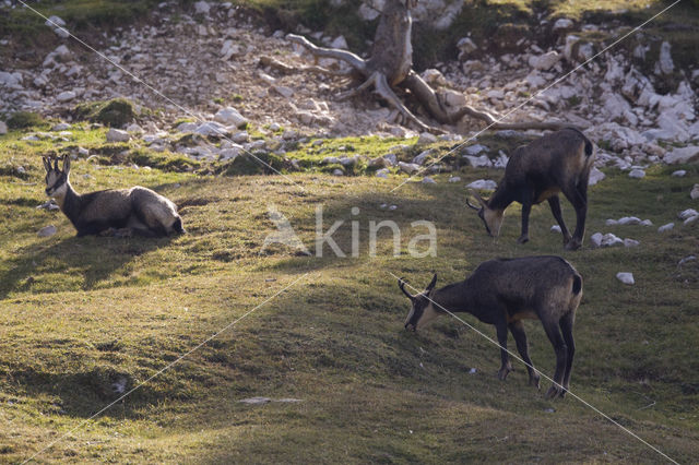 Chamois (Rupicapra rupicapra)