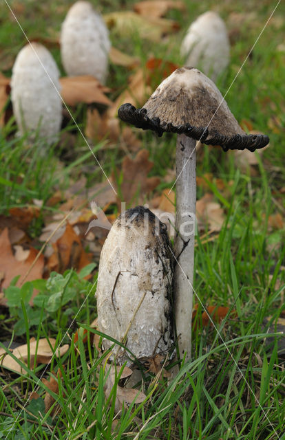 Geschubde inktzwam (Coprinus comatus)