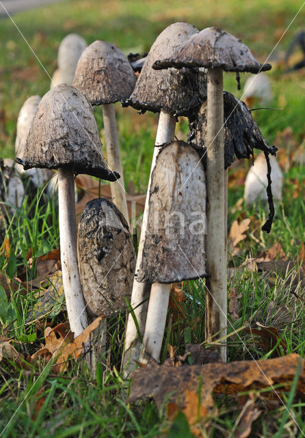 Geschubde inktzwam (Coprinus comatus)