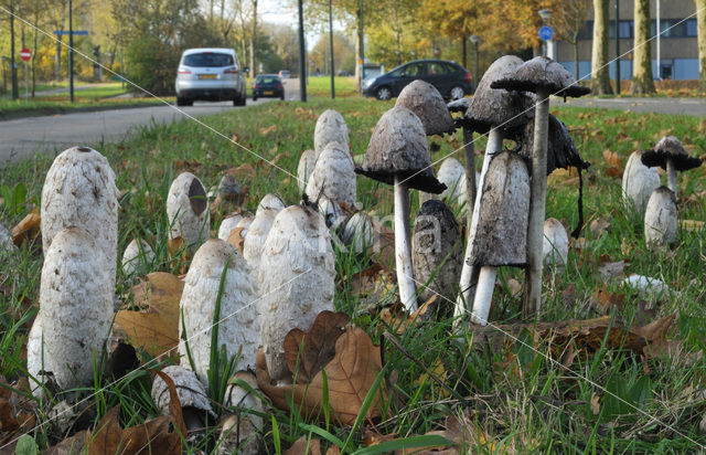 Geschubde inktzwam (Coprinus comatus)