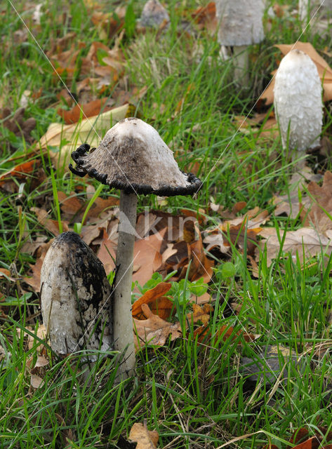 Geschubde inktzwam (Coprinus comatus)