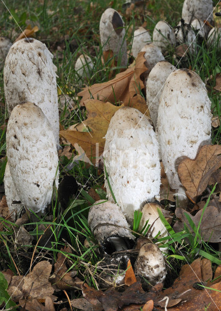 Geschubde inktzwam (Coprinus comatus)