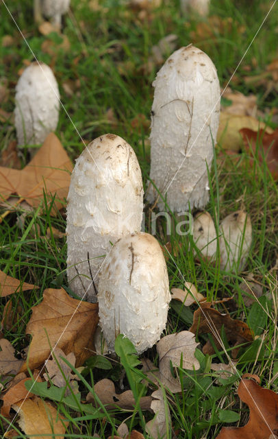 Geschubde inktzwam (Coprinus comatus)