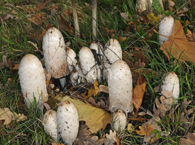 Geschubde inktzwam (Coprinus comatus)