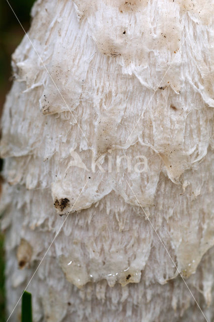 Geschubde inktzwam (Coprinus comatus)