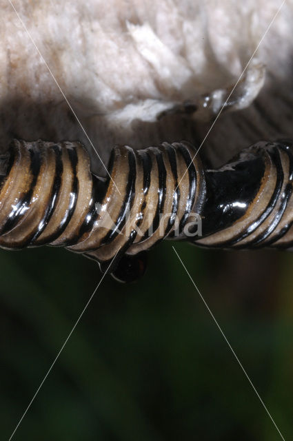 Shaggy Inkcap (Coprinus comatus)