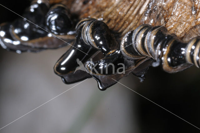 Geschubde inktzwam (Coprinus comatus)