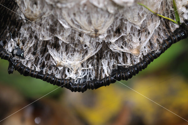 Geschubde inktzwam (Coprinus comatus)