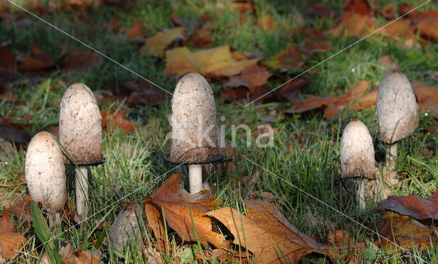 Geschubde inktzwam (Coprinus comatus)