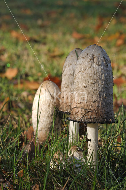 Geschubde inktzwam (Coprinus comatus)