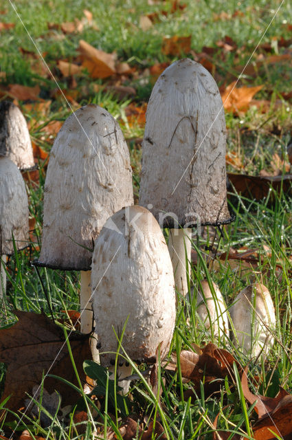 Shaggy Inkcap (Coprinus comatus)