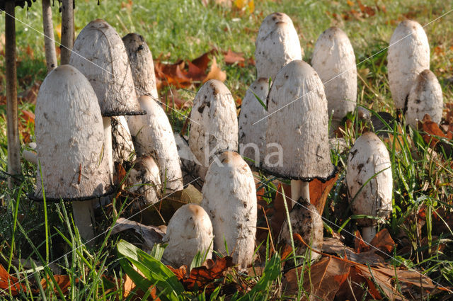 Geschubde inktzwam (Coprinus comatus)