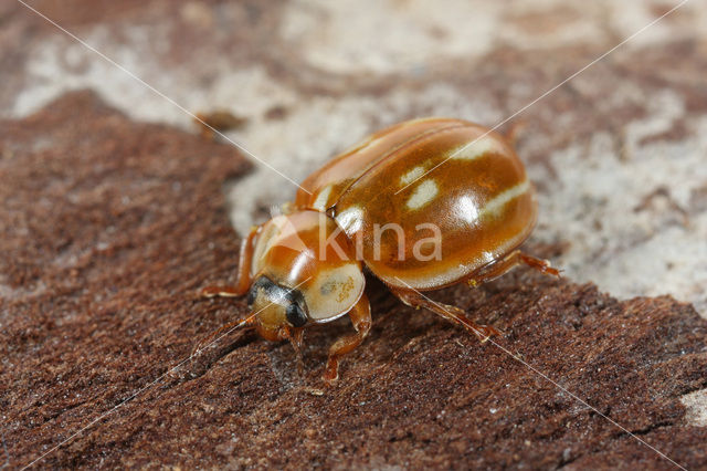 Streaked Ladybird (Myzia oblongoguttata)