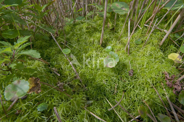 Gewimperd veenmos (Sphagnum fimbriatum)