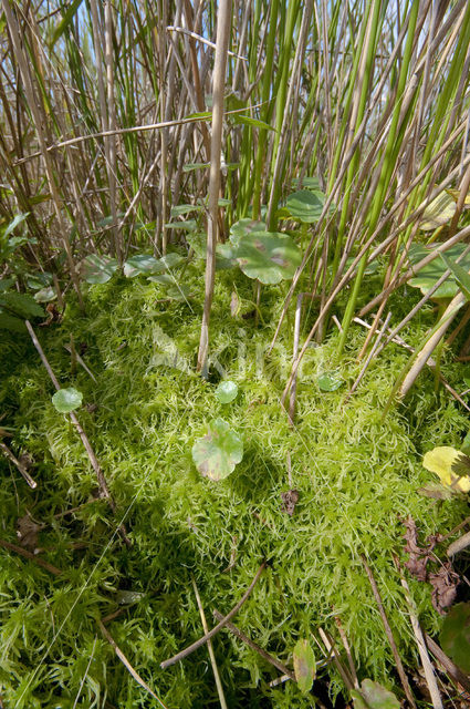 Gewimperd veenmos (Sphagnum fimbriatum)