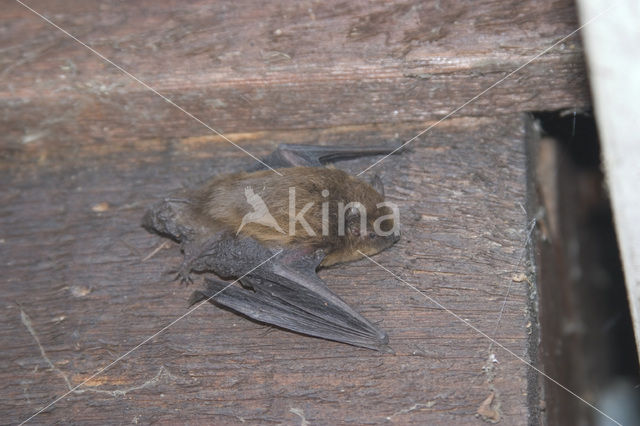 Gewone dwergvleermuis (Pipistrellus pipistrellus)