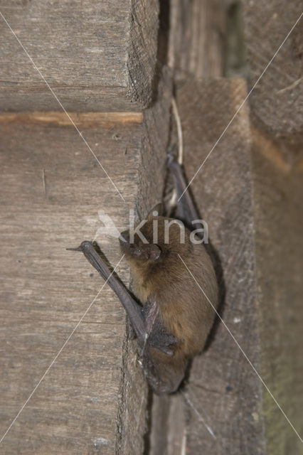 Gewone dwergvleermuis (Pipistrellus pipistrellus)