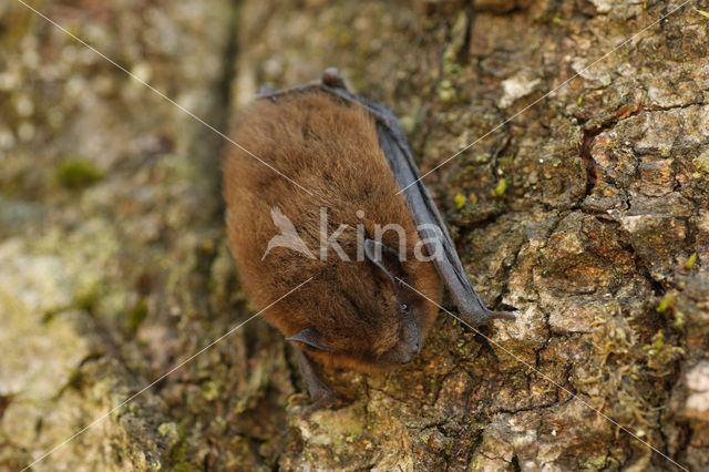 Gewone dwergvleermuis (Pipistrellus pipistrellus)