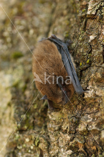 Gewone dwergvleermuis (Pipistrellus pipistrellus)