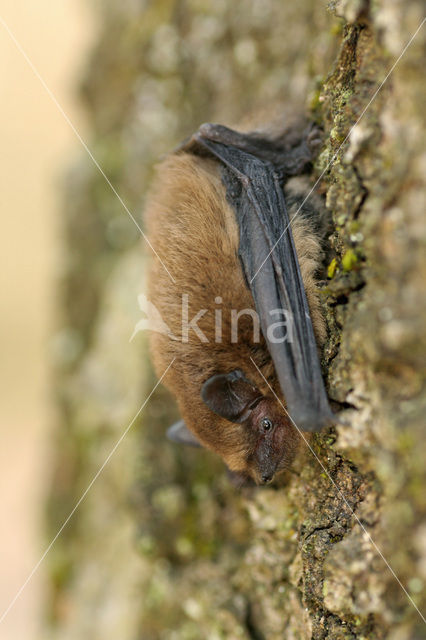 Gewone dwergvleermuis (Pipistrellus pipistrellus)