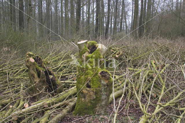 Gewone es (Fraxinus excelsior)