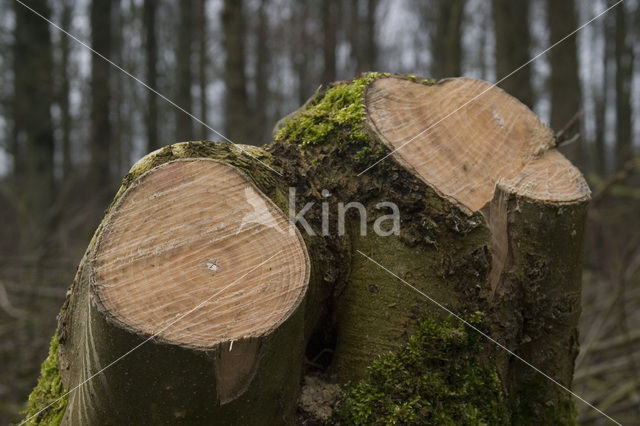 Gewone es (Fraxinus excelsior)