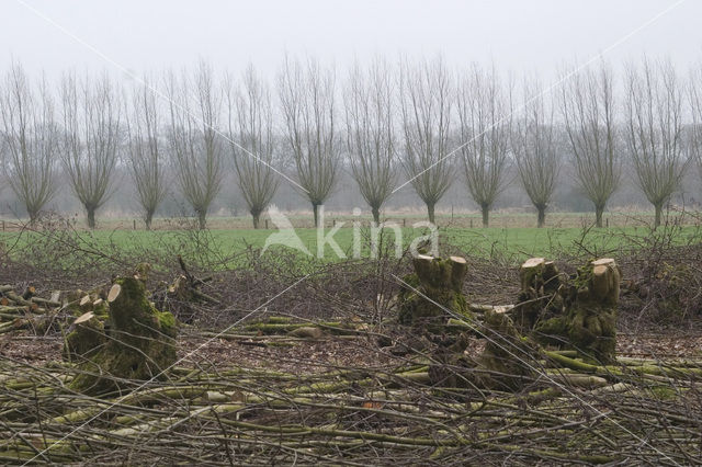 Gewone es (Fraxinus excelsior)