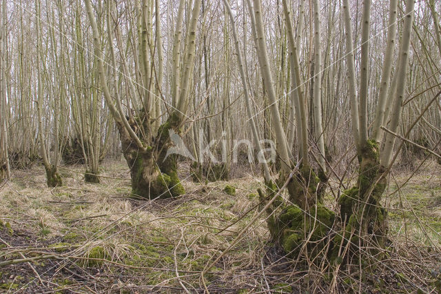 Ash (Fraxinus excelsior)