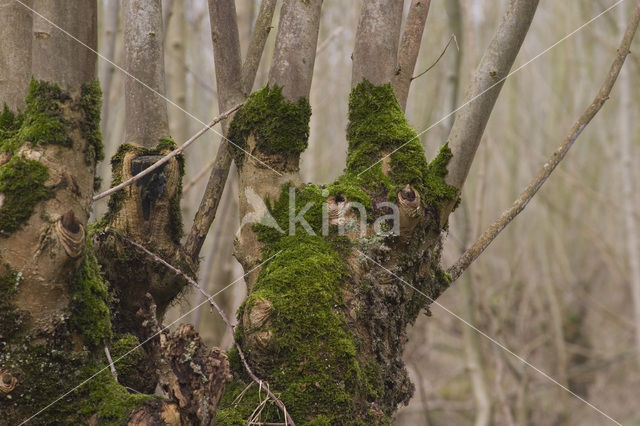 Ash (Fraxinus excelsior)