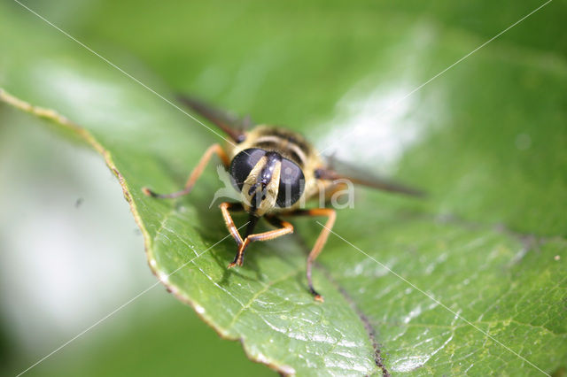 Striped Hoverfly (Helophilus pendulus)