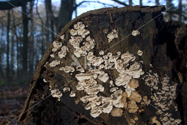 Gewoon elfenbankje (Trametes versicolor)