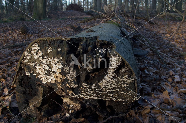 Gewoon elfenbankje (Trametes versicolor)