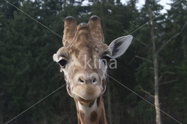 Giraffe (Giraffa camelopardalis)