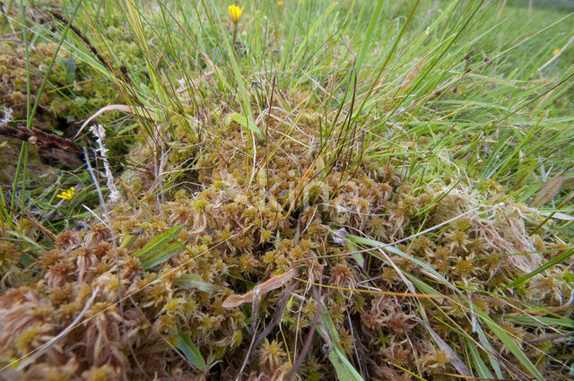 Lustrous Bog-moss (Sphagnum subnitens)