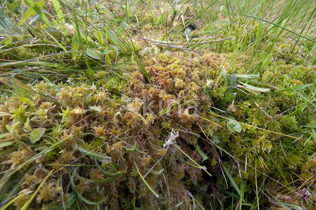 Glanzend veenmos (Sphagnum subnitens)