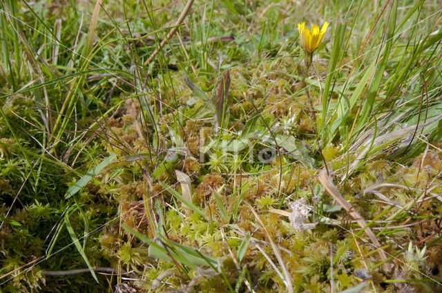Lustrous Bog-moss (Sphagnum subnitens)