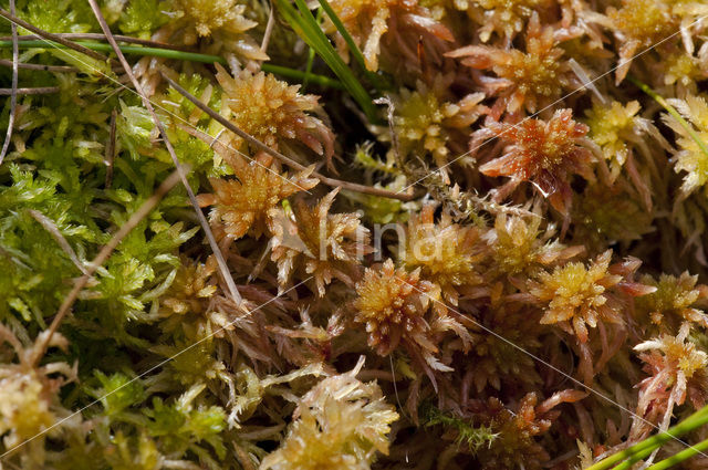 Glanzend veenmos (Sphagnum subnitens)