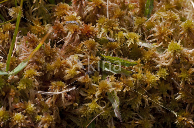 Glanzend veenmos (Sphagnum subnitens)