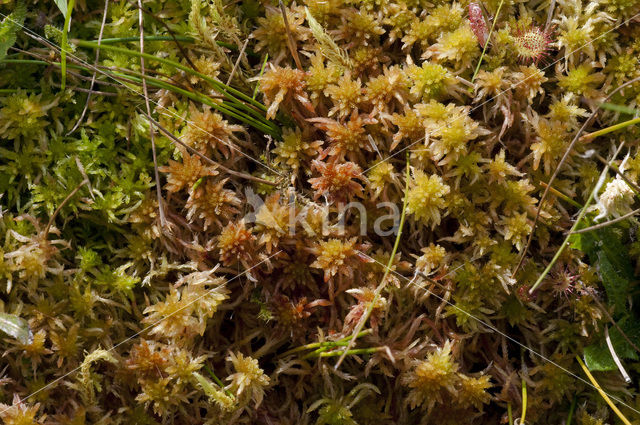 Glanzend veenmos (Sphagnum subnitens)