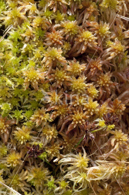 Glanzend veenmos (Sphagnum subnitens)