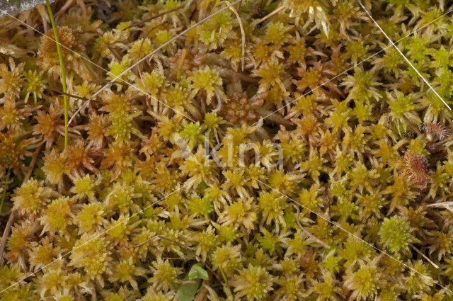 Glanzend veenmos (Sphagnum subnitens)
