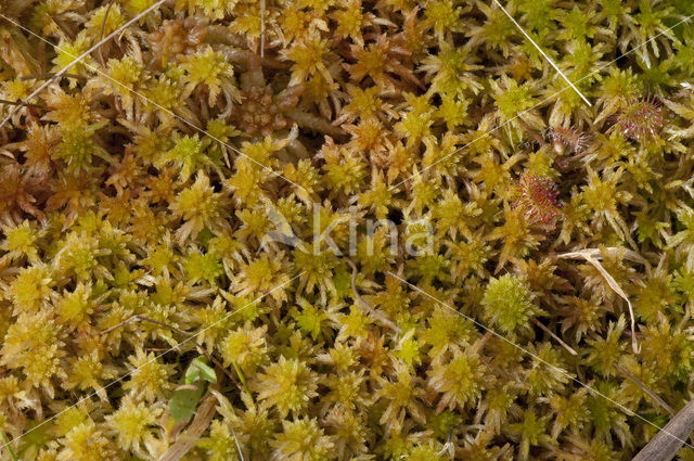 Glanzend veenmos (Sphagnum subnitens)