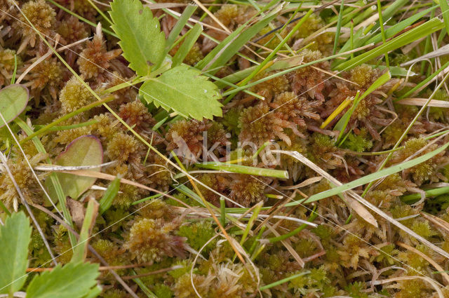 Glanzend veenmos (Sphagnum subnitens)