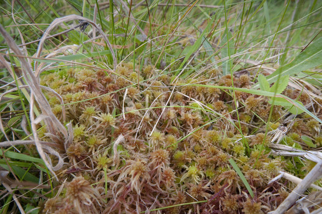 Glanzend veenmos (Sphagnum subnitens)